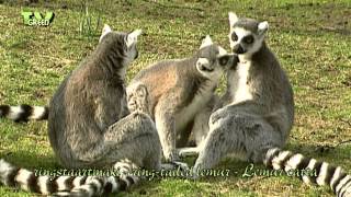 Ringstaartmaki  ringtailed lemur  Lemur catta 07 [upl. by Jacobson]