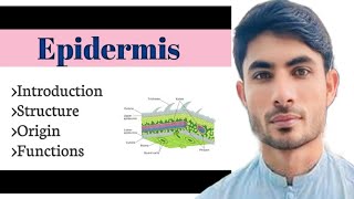 functions of epidermis in Urduhindi abdur Rahman official [upl. by Taber]