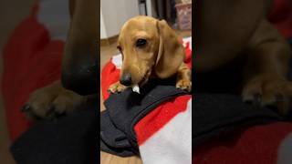 ニチャニチャ歯磨きガムミニチュアダックスフンドスムースminidachshund [upl. by Maxey]