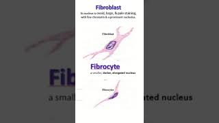 Fibroblast vs fibrocyte [upl. by Iatnohs313]