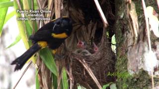 ENDEMIC BIRDS OF PUERTO RICO  AVES ENDEMICAS DE PUERTO RICO [upl. by Moynahan]