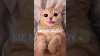 Me no study me no care🧚‍♀️ youtubeshorts tyforwatching trend cats [upl. by Malas]