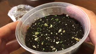 How to grow micro Sinningia from seed [upl. by Akiemehs308]