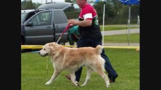 Best in Show Central Asian Shepherd UKC Dog show Welland Ontario Guardian Group [upl. by Fabozzi708]