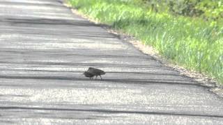 American Woodcock walk [upl. by Annawahs]