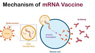 The Transformative Era of mRNA Vaccines  From COVID 19 to Cancer Therapy 4 Minutes [upl. by Sadye956]