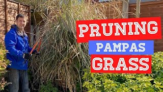 How and When To Prune Pampas Grass  Cortaderia selloana [upl. by Iztim637]