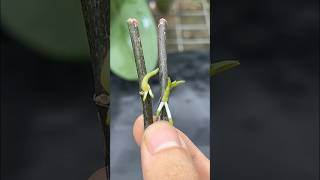 Phalaenopsis orchid cuttings from flower branches plants orchid [upl. by Enylodnewg]