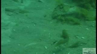 Round Gobies in Lake Michigan [upl. by Suoivatnod]