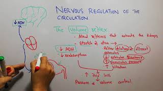 CVS physiology 128 The volume reflex atrial reflexes that activate the kidneys [upl. by Genaro]