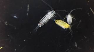 Copepods [upl. by Kcinnay]