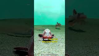 This Fish Prefers Walking Instead Of Swimming [upl. by Amaj]