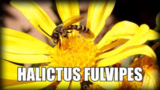 HALICTUS FULVIPES ♂ en Euryops chrysanthemoides  🐝 ABEJAS [upl. by Timms]