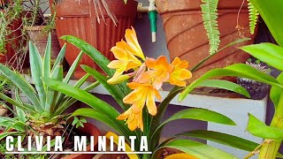 Plant Showcase  Clivia Miniata  Bush Lily [upl. by Sindee]