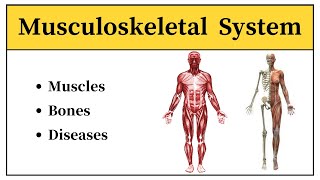 Muscular Skeletal System Physiology In Urdu  Disorders Of Muscular And Skeletal System In Hindi [upl. by Rhianna153]