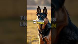 🤩 Unlocking the Potential of German Shepherds  Training Tips and Roles germanshepherd [upl. by Bergeman828]