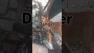 Danger dog in the usa [upl. by Ytinirt616]