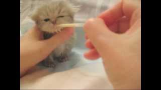 How To Care For Persian Cats  Things to Know About Persian Cats [upl. by Anidualc]