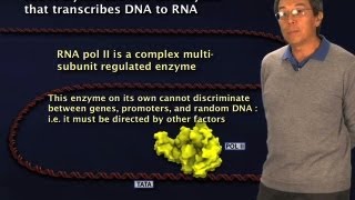 RNA Polymerase II  Robert Tjian BerkeleyHHMI [upl. by Irak]