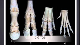 Osteología de Miembro Anterior y Posterior de los Animales Domésticos [upl. by Anairda]