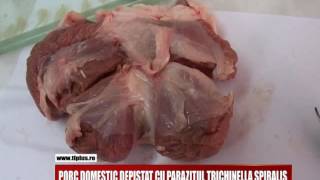 PORC DOMESTIC DEPISTAT CU PARAZITUL TRICHINELLA SPIRALIS [upl. by Dnomse]