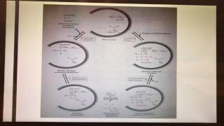 The Enzymatic Mechanism of Aldolase [upl. by Derte]