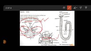 Nereis External Structure [upl. by Adnofal]