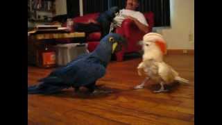 Cockatoo vs Hyacinth Macaw [upl. by Boyer624]