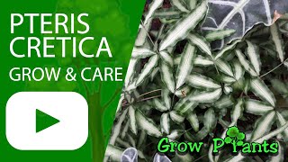 Pteris cretica  grow amp care Cretan brake [upl. by Remark538]