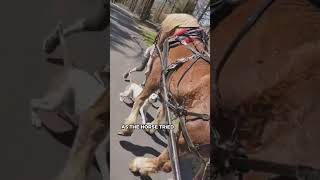 Aggressive Dog Attacks Carriage Horse [upl. by Prager596]