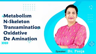 Metabolism NSkeleton Transamination Oxidative amp De Amination By Dr Pooja For MBBS 1st Proff [upl. by Sufur66]