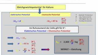 Membranspannung  Membranpotential  Ruhepotential [upl. by Eilama]