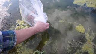 Minnows in the Pond eating Algae [upl. by Eltsyrc]