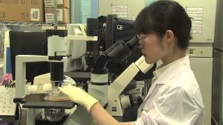 Stem Cell Transplantation by the American Macular Degeneration Foundation [upl. by Noraj517]