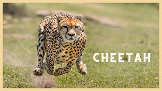 What does cheetah sound like Cute cheetah meow meow meow [upl. by Zorana]