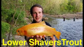 Trout Fishing West Virginias Lower Shavers Fork [upl. by Yadahs497]