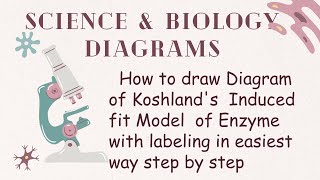 Learn how to draw diagram of Kosland Induced fit model of enzyme in the easy way  Biology diagrams [upl. by Lyrej]