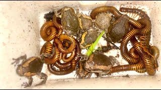 Amazing​ small Locust Found on Potato Leaves Captured with Big Bullfrogs and Many Giant Millipedes [upl. by Iddo]