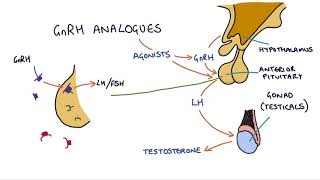 How do GnRH analogues work Zoladex Prostap and other GnRH analogues [upl. by Esinereb896]