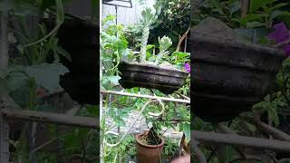 Berkebun koro tumun cabe dibelakang rumah [upl. by Darrey]