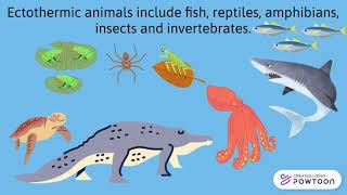 Endotherms And Ectotherms [upl. by Tanah617]