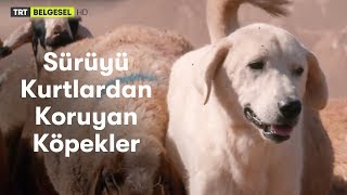 Sürüyü Kurtlardan Koruyan Bekçi Köpeklerin Bir Gecesi [upl. by Yrokcaz]