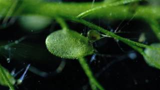 Carnivorous Bladderwort Fastest Plant in the World [upl. by Bilski]