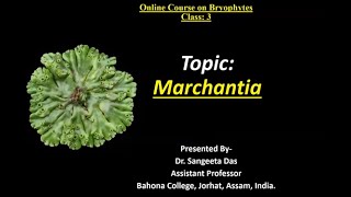 Marchantia [upl. by Reace]