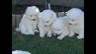 Cachorros de Samoyedo de 1 mes de edad [upl. by Alioz]