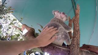 Cute Koala climbing and jumping around in Australia Zoo [upl. by Danzig83]