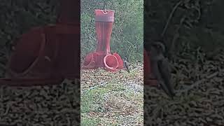 Ruby Throated Hummingbird migration A straggler [upl. by Washington]