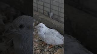 വെറുതെ പൈസ പോയി🐣  Button quail brooding buttonquail petlovers quail [upl. by Aicemaj583]