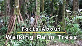 Walking Trees  Facts about Palm Walking Trees 🌴🌴😲🌴 [upl. by Jo-Ann]