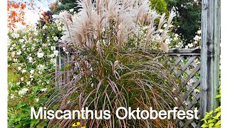 Miscanthus Oktoberfest Maiden Grass  Easy to Grow Ornamental Grass with Amazing Fall Foliage [upl. by Bailar381]